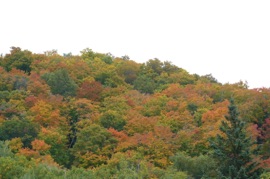 les arbres sont color&eacute;s en cette saison !